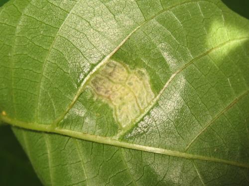 Aceria erinea