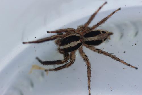 Plexippus paykulli