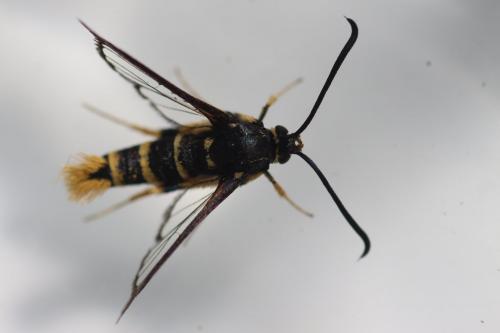 Synanthedon vespiformis