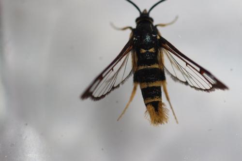 Réf. 208 260 : Synanthedon vespiformis
