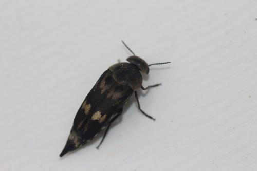 Hoshihananomia gacognei