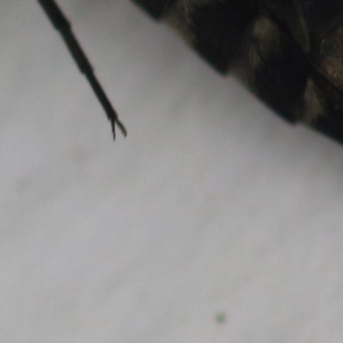 Hoshihananomia gacognei