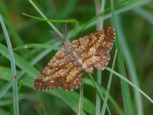 Réf. 208 226 : Ematurga atomaria