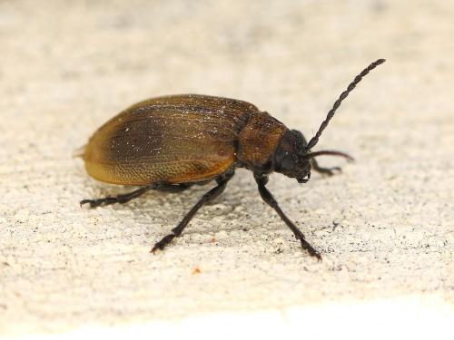 Galeruca pomonae