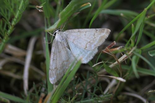 Pseudoterpna sp.