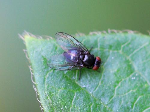 Réf. 208 798 : Agromyzinae inconnu