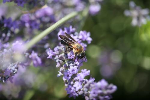 Megachile sculpturalis