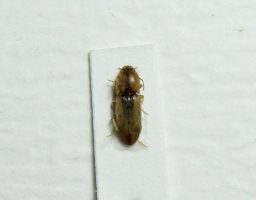 Réf. 208 430 : Aeoloderma crucifer