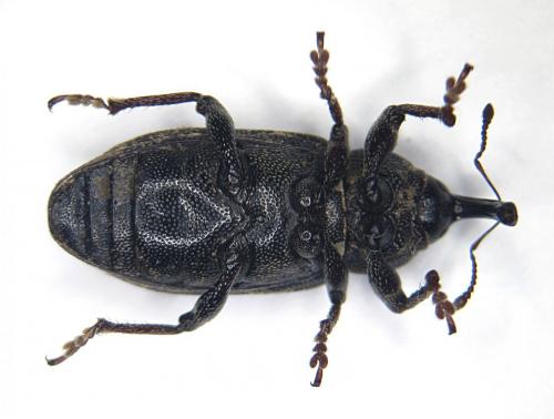 Réf. 208 480 : Tournotaris bimaculata