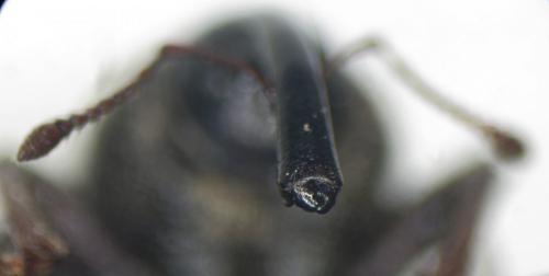 Tournotaris bimaculata