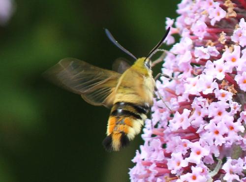 Hemaris tityus