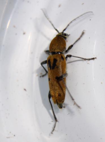 Chlorophorus glabromaculatus