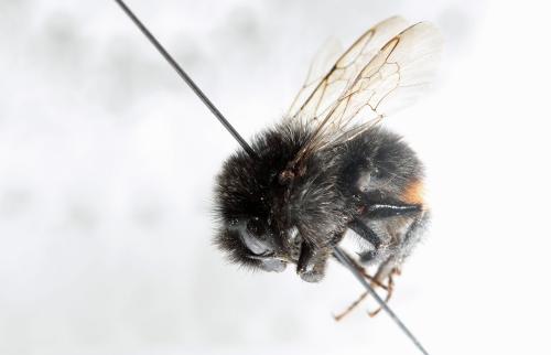 Bombus lapidarius
