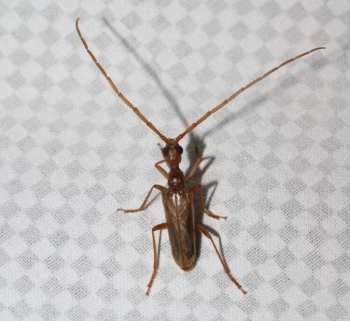 Réf. 208 890 : Vesperus luridus