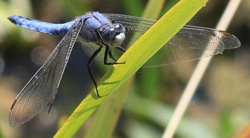 Réf. 208 661 : Orthetrum brunneum