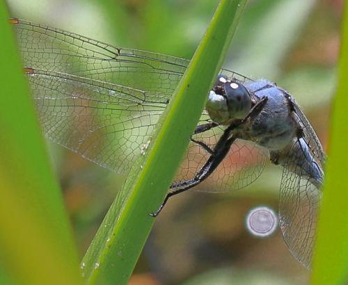Orthetrum brunneum