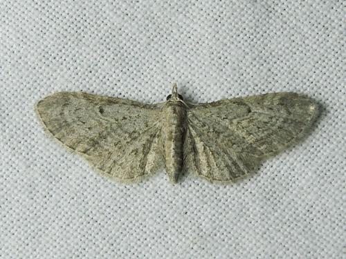Eupithecia tenuiata