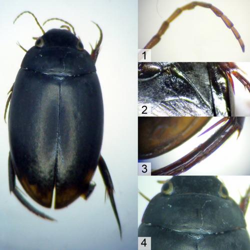 Agabus bipustulatus