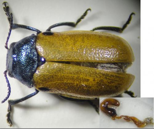 Réf. 208 250 : Labidostomis sp.