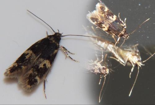 Apatema impunctella