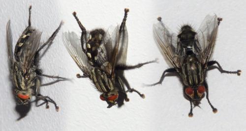 Sarcophaga sp.