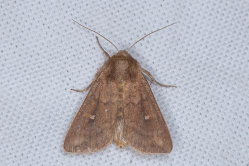 Réf. 208 257 : Mythimna albipuncta