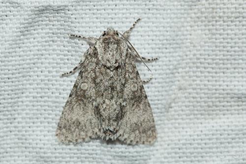 Réf. 208 941 : Subacronicta megacephala