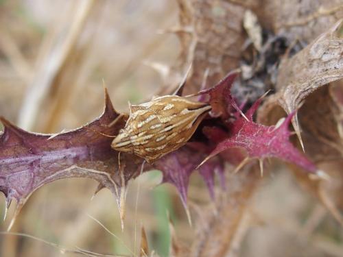 Odontotarsus caudatus