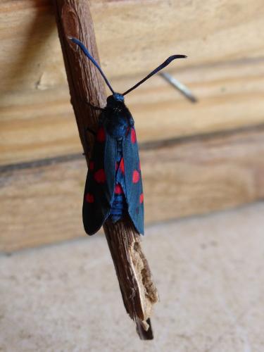 Réf. 208 308 : Zygaena ephialtes