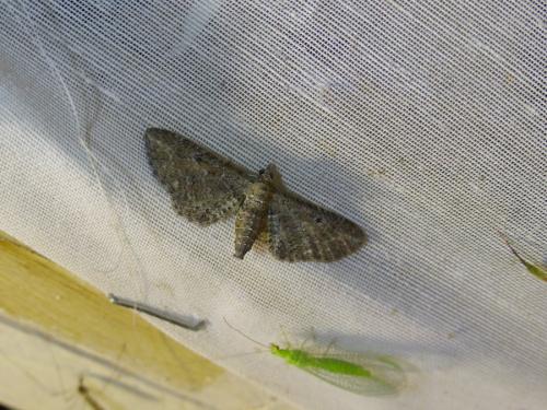 Eupithecia millefoliata