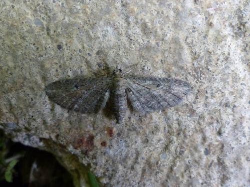 Eupithecia millefoliata