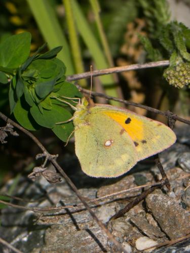 Colias croceus