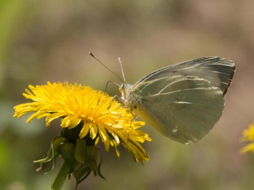Réf. 208 050 : Pieris brassicae