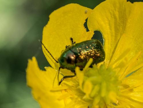 Cryptocephalus sp.