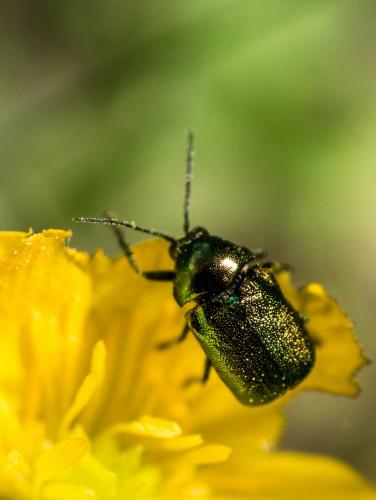 Cryptocephalus sp.