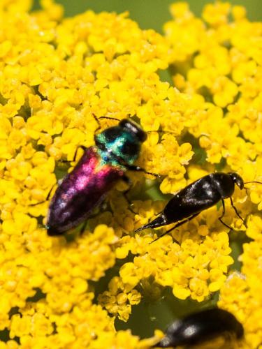 Réf. 208 792 : Anthaxia ignipennis