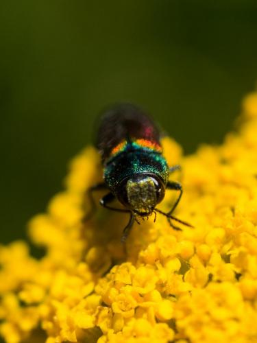 Anthaxia ignipennis