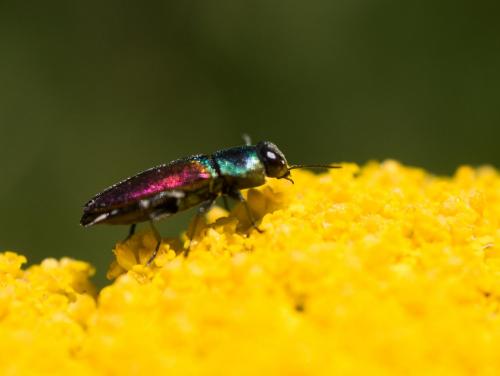 Anthaxia ignipennis