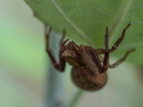 Xysticus sp.