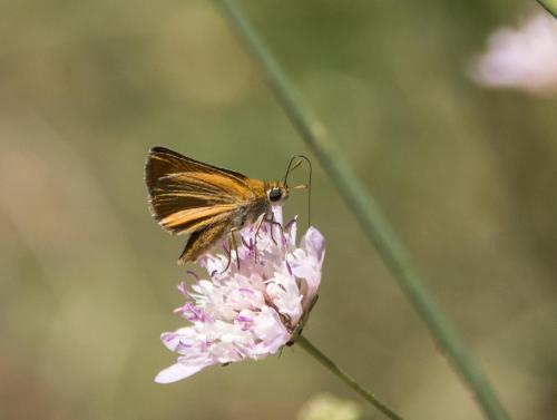 Réf. 208 873 : Thymelicus acteon