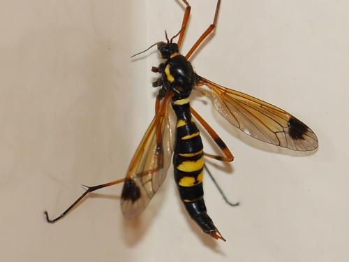 Ctenophora festiva