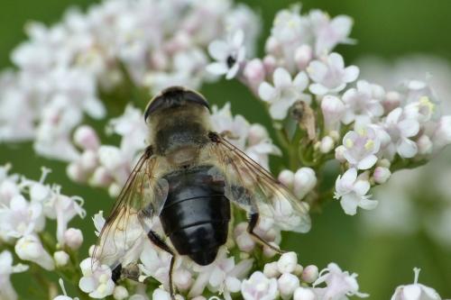 Eristalis tenax