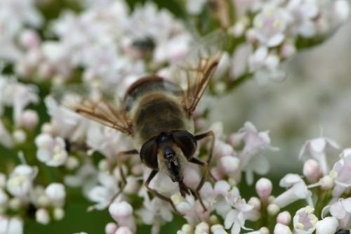 Eristalis tenax