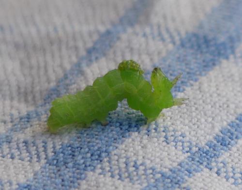 Réf. 208 172 : Plusiinae inconnu