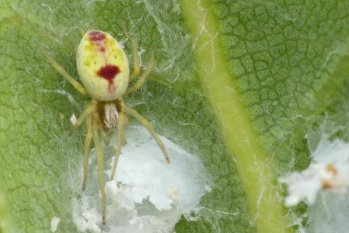 Nigma puella