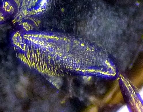 Anacaena lutescens