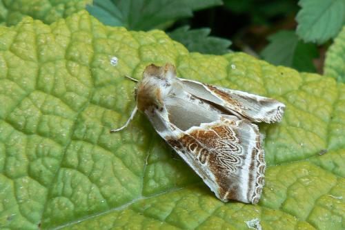 Réf. 208 921 : Habrosyne pyritoides