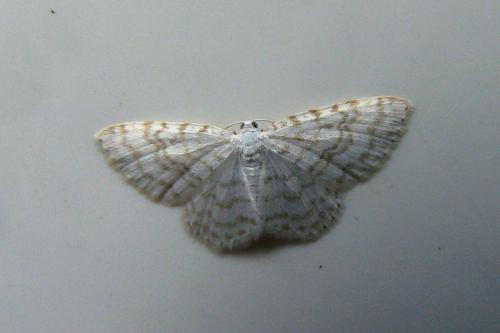 Réf. 208 920 : Asthena albulata