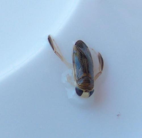Sigara falleni