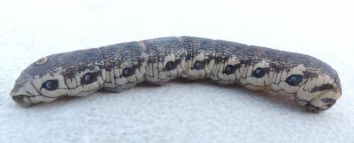 Réf. 208 276 : Proserpinus proserpina